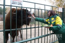 Зубрёнок родился в зоопарке Лимпопо в Нижнем Новгороде