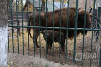 Зубрёнок родился в зоопарке Лимпопо в Нижнем Новгороде