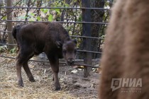 Зубрёнок родился в зоопарке Лимпопо в Нижнем Новгороде