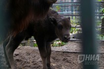Зубрёнок родился в зоопарке Лимпопо в Нижнем Новгороде