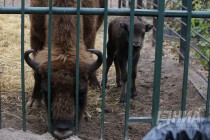 Зубрёнок родился в зоопарке Лимпопо в Нижнем Новгороде