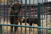 Зубрёнок родился в зоопарке Лимпопо в Нижнем Новгороде