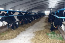 Племзавод Пушкинское