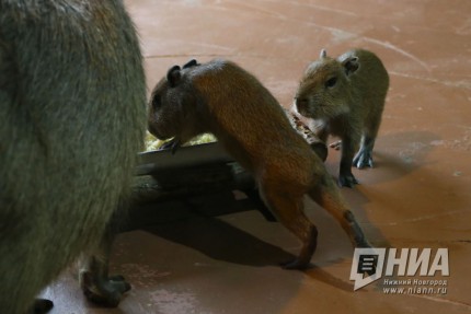 Детеныши капибары и дикобраза родились в нижегородском зоопарке Лимпопо