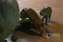 Семейство капибар