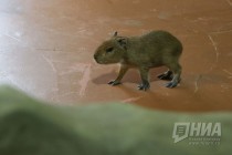 Детеныш капибары