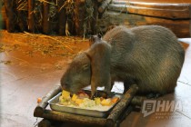 Семейство капибар