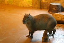 Семейство капибар