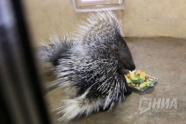 Детеныши дикобраза