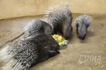 Семейство дикобразов