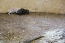 Семейство дикобразов