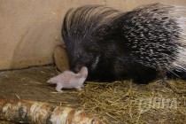 Семейство дикобразов