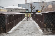 Приют для безнадзорных животных фонда Сострадание