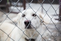 Приют для безнадзорных животных фонда Сострадание