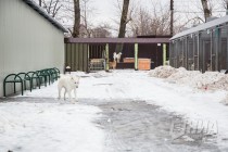 Приют для безнадзорных животных фонда Сострадание