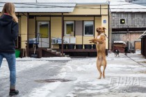 Приют для безнадзорных животных фонда Сострадание