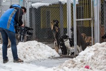 Приют для безнадзорных животных фонда Сострадание