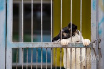 Приют для безнадзорных животных фонда Сострадание