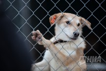 Приют для безнадзорных животных фонда Сострадание