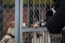 Приют для безнадзорных животных фонда Сострадание