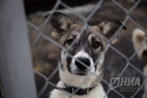 Приют для безнадзорных животных фонда Сострадание