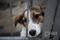 Приют для безнадзорных животных фонда Сострадание