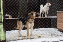 Приют для безнадзорных животных фонда Сострадание