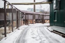 Открытые вольеры для собак