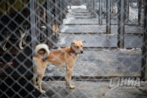 Открытые вольеры для собак