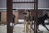 Приют для безнадзорных животных фонда Сострадание