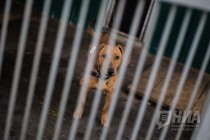 Приют для безнадзорных животных фонда Сострадание