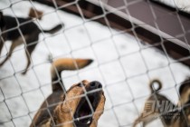 Приют для безнадзорных животных фонда Сострадание