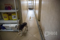 Приют для безнадзорных животных фонда Сострадание