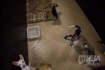 Теплые вольеры