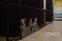 Теплые вольеры