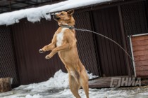 Приют для безнадзорных животных фонда Сострадание