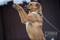 Приют для безнадзорных животных фонда Сострадание