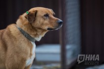 Приют для безнадзорных животных фонда Сострадание