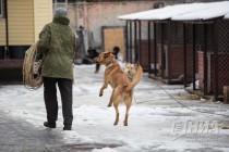 Приют для безнадзорных животных фонда Сострадание