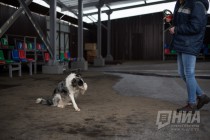 Дрессировщица со своим питомцем, который выполняет некоторые трюки