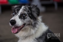 Приют для безнадзорных животных фонда Сострадание