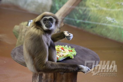 Звериная масленица в нижегородском зоопарке