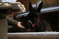 Звериная масленица в нижегородском зоопарке