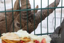 Звериная масленица в нижегородском зоопарке