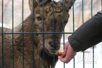 Звериная масленица в нижегородском зоопарке