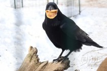 Звериная масленица в нижегородском зоопарке