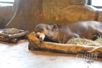 Равнинный тапир