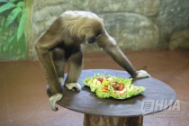 Звериная масленица в нижегородском зоопарке