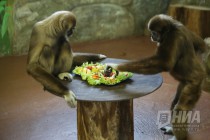 Звериная Масленица в нижегородском зоопарке