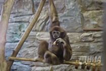 Звериная Масленица в нижегородском зоопарке